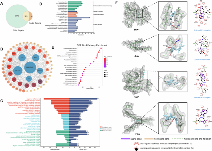 Fig. 4: Network pharmacology analysis and molecular docking of Andro targets in DWs.