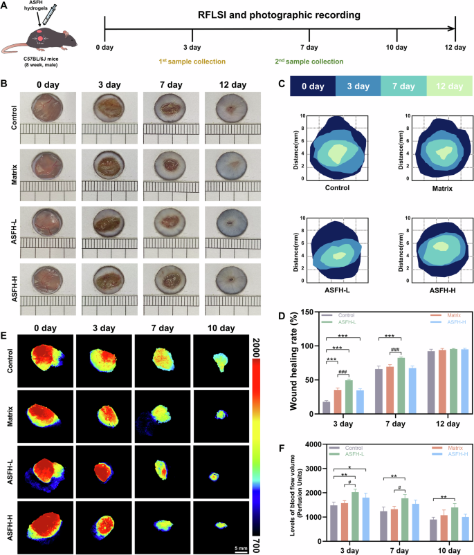 Fig. 6: In vivo wound healing and perfusion assessment in a diabetic mouse model.