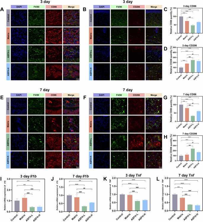 Fig. 8: In vivo anti-inflammatory effects and macrophage polarization.