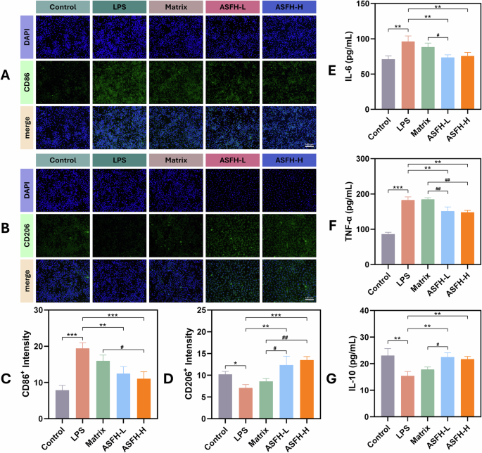 Fig. 9: Hydrogel extracts reverse LPS-induced inflammation activation in RAW264.7 macrophages.