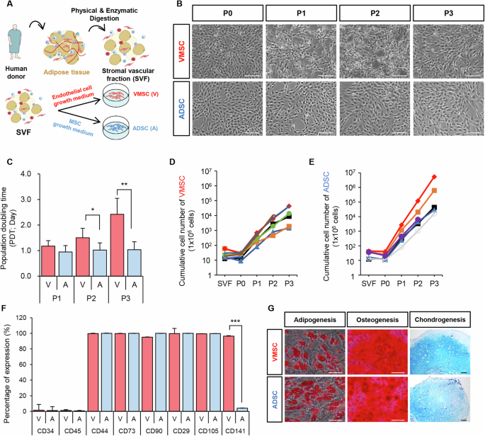 Fig. 1: Identification and characterization of VMSCs and ADSCs from AT.