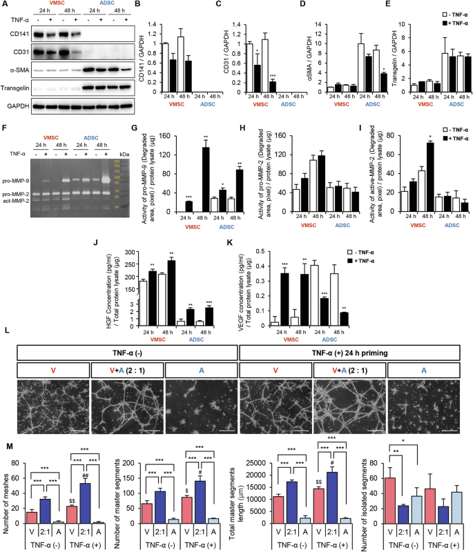 Fig. 3: Impact of inflammatory stress on VMSC and ADSC markers and angiogenic potential in vitro.