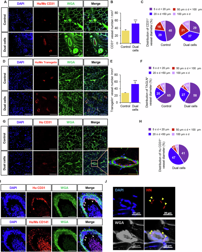 Fig. 5: Dual cells induce arteriole-like vessel formation and integration with host vasculature in damaged tissue.