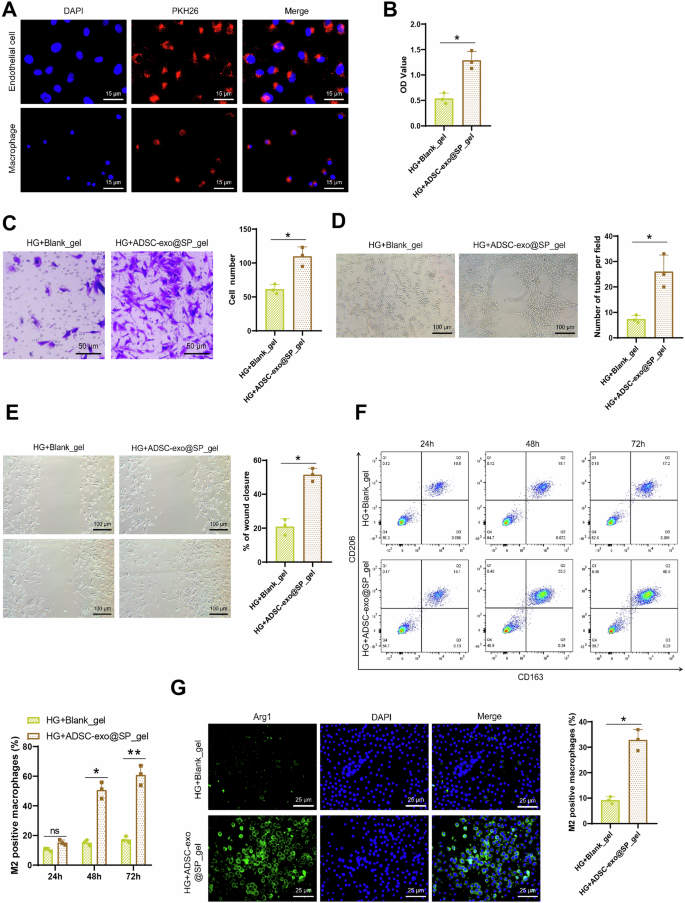 Novel approach for diabetic wound healing: adipose-derived mesenchymal  stromal cells Exo@SPHydrogel combined with laser therapy