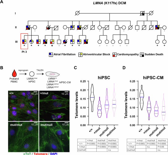 Fig. 2: LMNA (K117fs) hiPSC and hiPSC-CMs exhibit shortened telomeres.