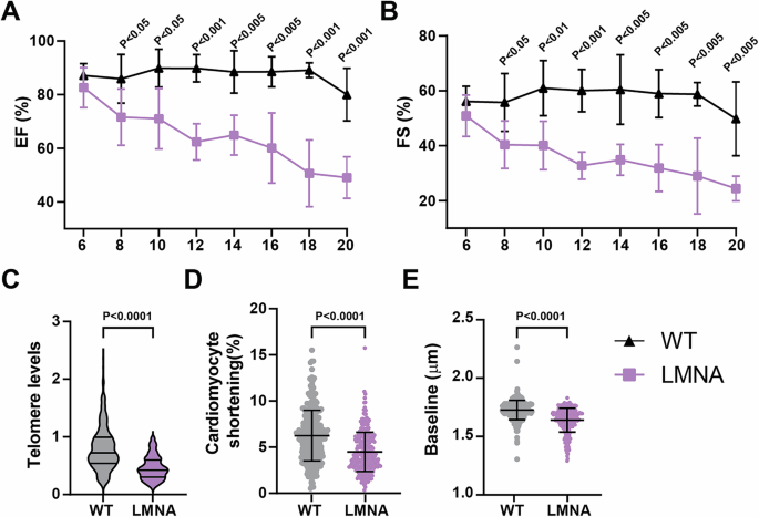 Fig. 4: C57BL/6 J hLMNA-c.C1824T heterozygous animals exhibit cardiac dysfunction and myocardial telomere shortening.