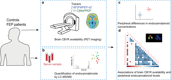 Fig. 1: An overview of the experimental design to study associations between brain CB1R availability and circulating endocannabinoids.
