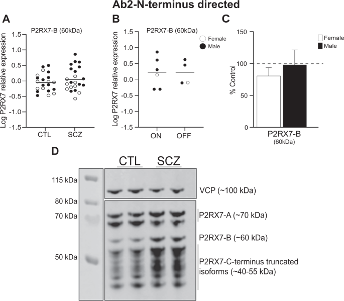 Fig. 3: P2RX7 protein expression detected by N-terminus directed antibody (Ab2).