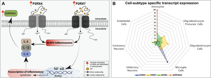 Fig. 6: P2RX receptors and inflammatory markers in SCZ.