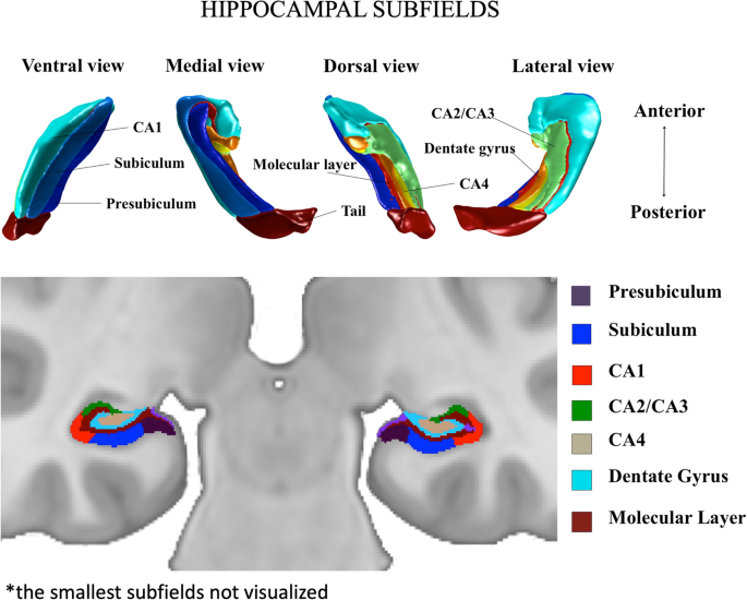 Fig. 1: Visualization of hippocampal subfields.