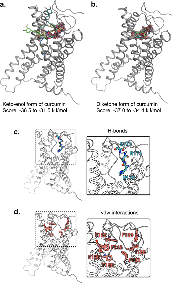 identification-of-g-protein-coupled-receptor-55-gpr55-as-a-target-of-curcumin-npj-science-of-food