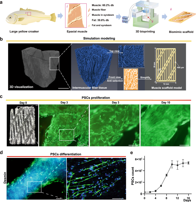 Tissue-like cultured fish fillets through a synthetic food pipeline