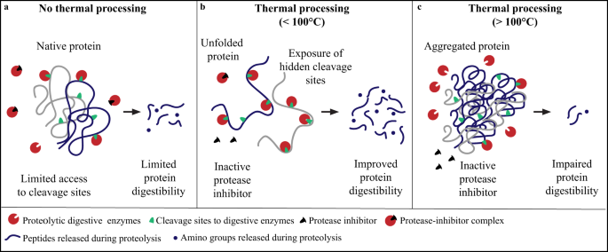 Fig. 2: Schematic representation of the effect of thermal processing on plant protein structure and protease inhibitors (antinutritional factor) resulting in different levels of protein digestibility.