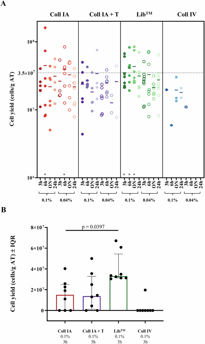 Fig. 1: Digesting bovine adipose tissue with LiberaseTM resulted in high cell yields.