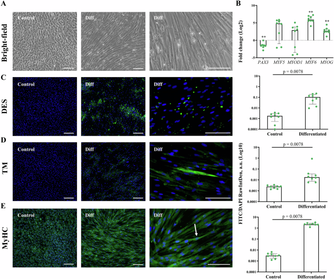 Fig. 5: Myogenic regulatory gene and protein expression of differentiated bovine AT-MSCs.