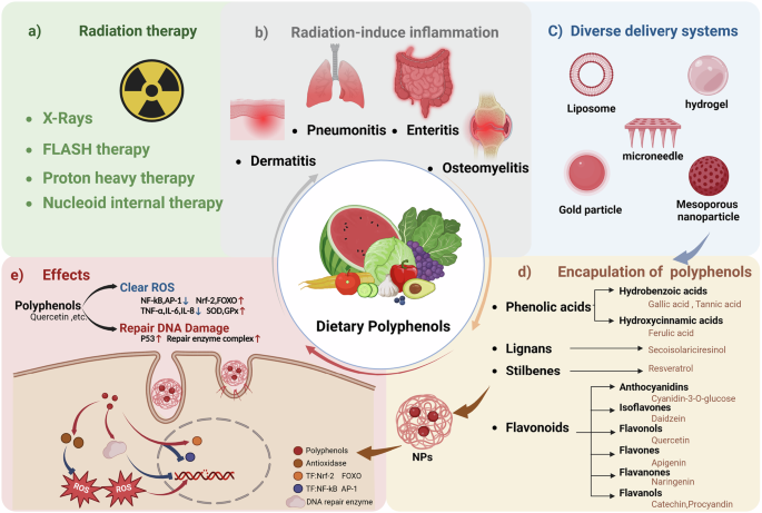 Fig. 1: Schematic overview of polyphenol delivery systems for enhanced radiation protection and treatment efficacy.
