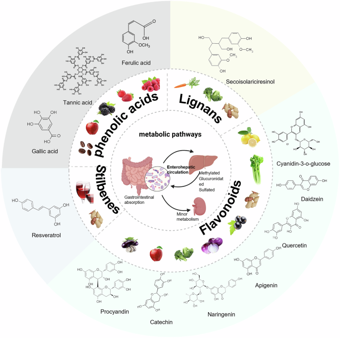 Fig. 3: Biological sources, classification, and brief metabolic processes of dietary polyphenols.