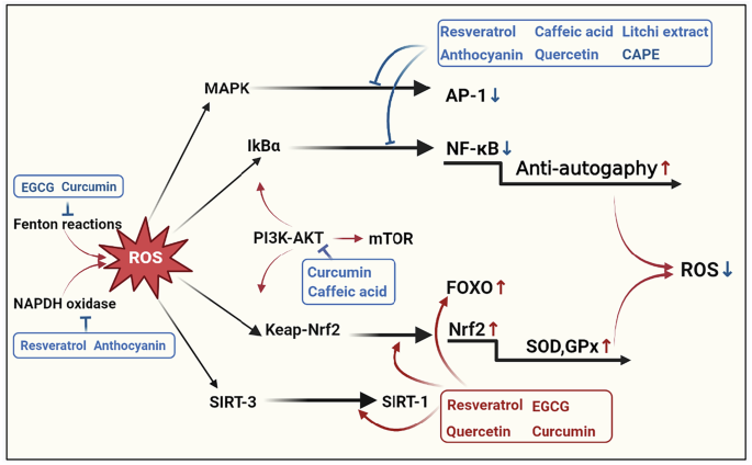 Fig. 4: Polyphenolic mediation in the attenuation of ROS accumulation.