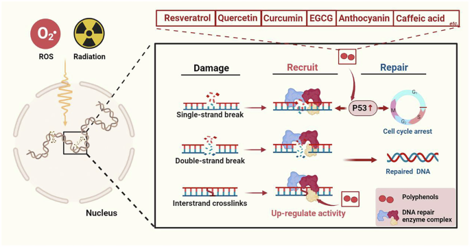 Fig. 5: Mechanisms by which polyphenols promote damaged DNA repair.