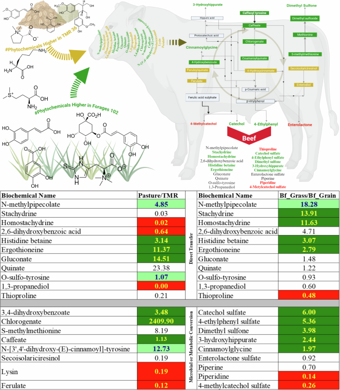 glutathione in meat Soil and pasture health underlie improved beef nutrient density determined  by untargeted metabolomics in Southern US grass finished beef systems