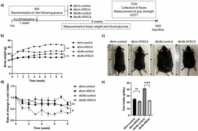 Fig. 1: Study design and changes in body weight and dietary intake.