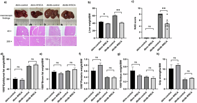 Fig. 3: Fatty liver, weight of adipose tissue and skeletal muscle, and grip strength of mice.