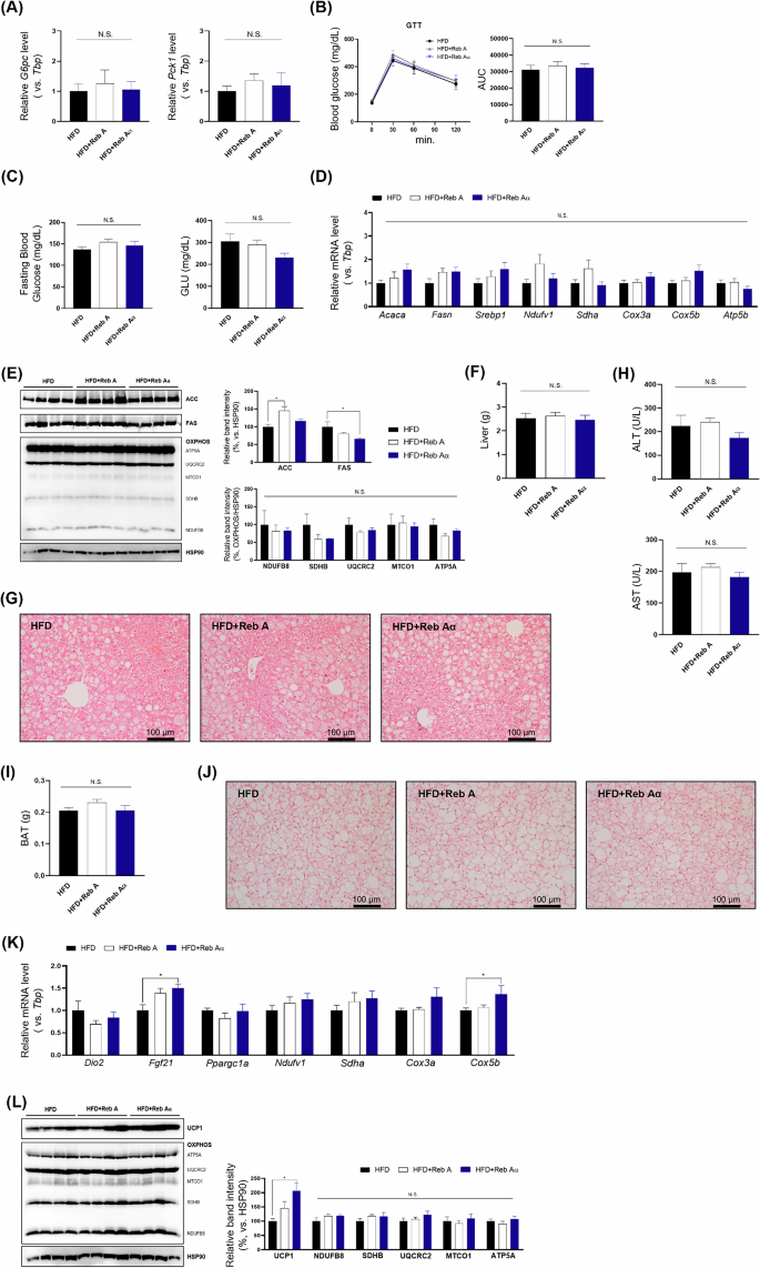 Fig. 4: Effect of Reb Aα on HFD-induced steatosis and thermogenesis.