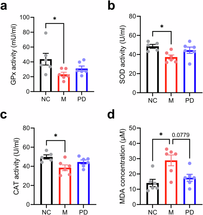 Fig. 2: Effects of P. distasonis on serum oxidative stress.
