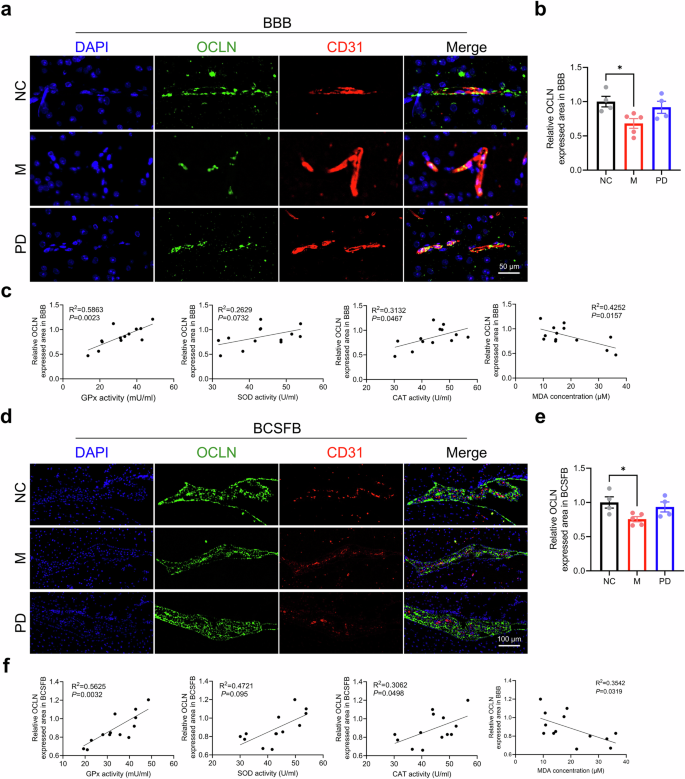 Fig. 3: Effects of P. distasonis on blood-brain interfaces in HFD-induced IR mice.