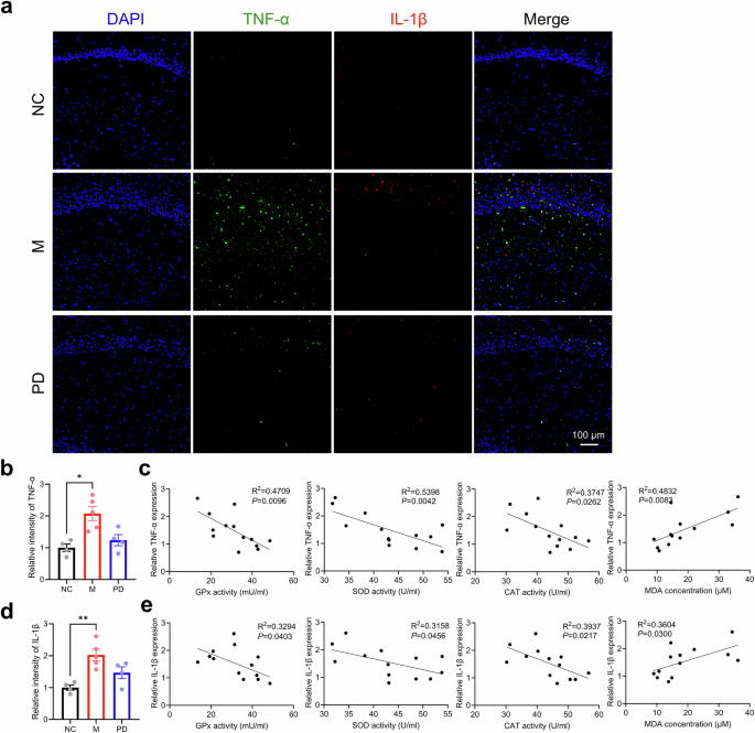 Fig. 4: Effects of P. distasonis on neuroinflammation in HFD-induced IR mice.