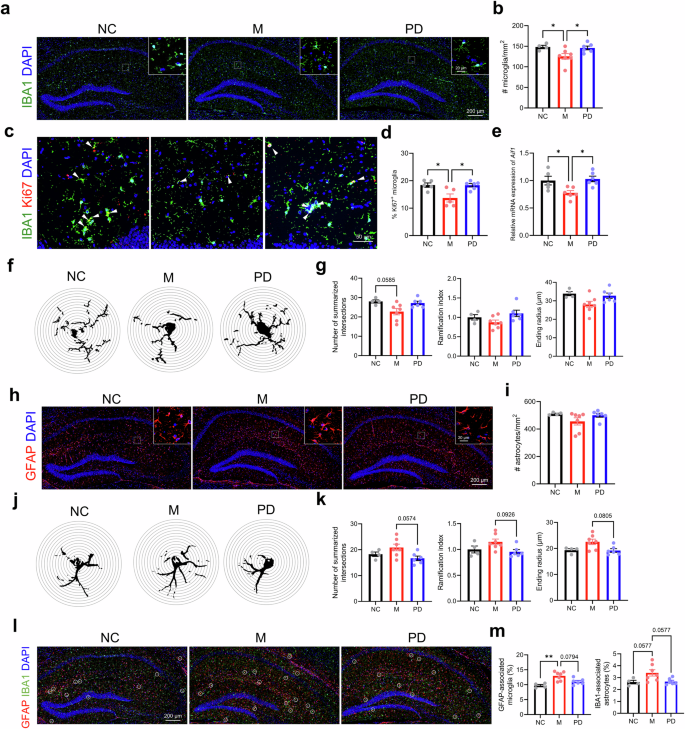 Fig. 5: Effects of P. distasonis on glial cell functions in HFD-induced IR mice.