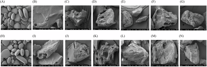 Fig. 3: Microstructures of yam starches.