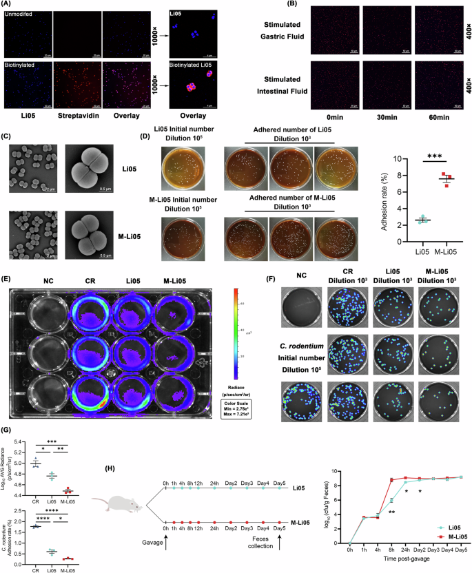 Fig. 1: Li05 surface modification with aMUC2, and evaluation of adhesion and colonization resistance of M-Li05.