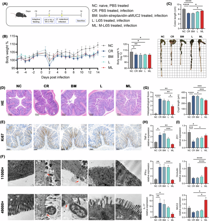 Fig. 2: Enhanced function of M-Li05 on treating C. rodentium-induced colitis in mice.
