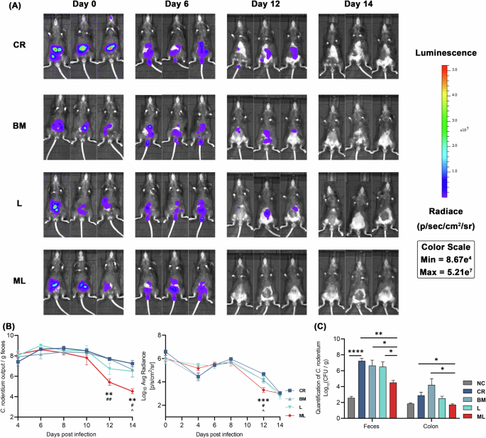 Fig. 3: Dynamics of C. rodentium colonization in mice following treatment with Li05 or M-Li05 in the C. rodentium infection model.