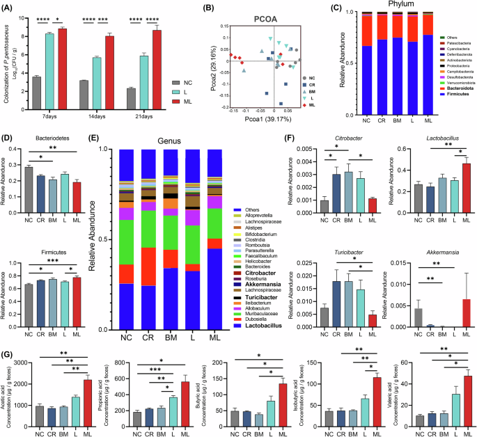 Fig. 4: Analysis of the gut microbiota composition and metabolic profiles in fecal samples collected from mice in the NC, CR, BM, L, and ML groups in the C. rodentium infection model.