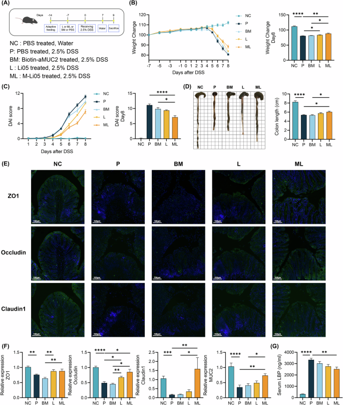 Fig. 5: Enhanced effect of M-Li05 in treating DSS-induced colitis in mice.