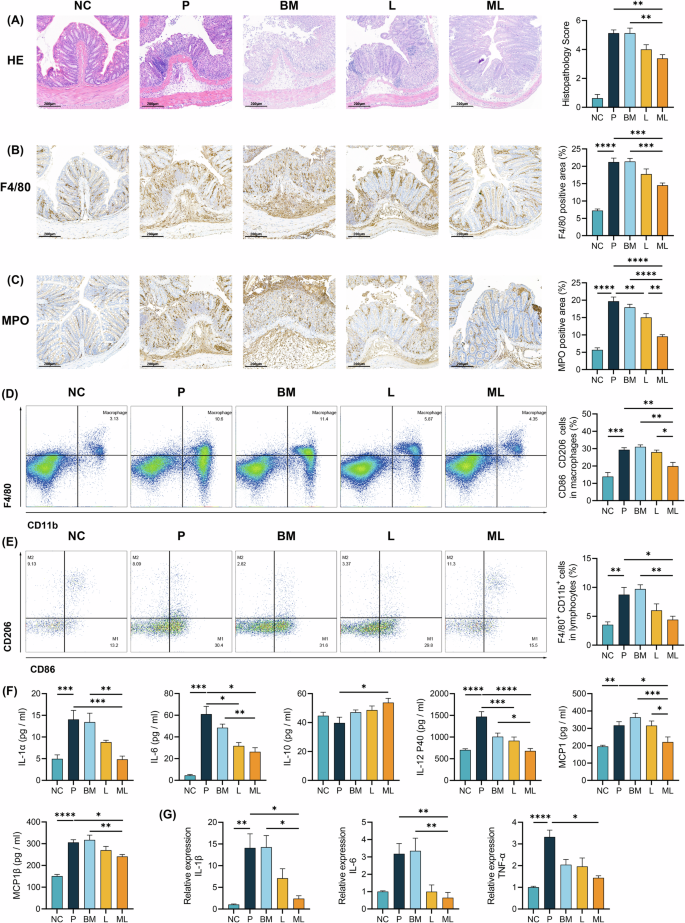 Fig. 6: M-Li05 alleviated colonic inflammation induced by DSS.