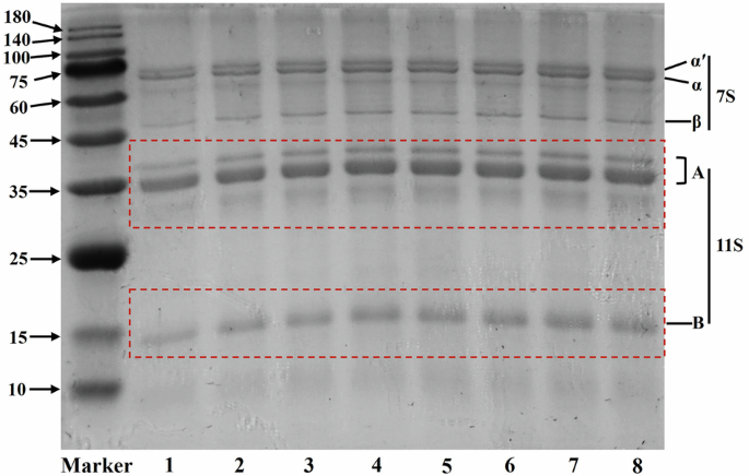 Fig. 1: Sodium dodecyl sulfate-polyacrylamide gel electrophoresis of soybean protein isolate treated with combined ultrasound and high pressure.