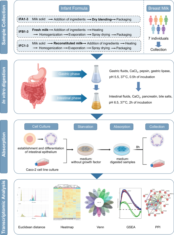 glutathione reductase in caco-2 cells differentiated Transcriptomic comparison of human intestinal organoids and Caco-2 cells in  modeling nutrient absorption: insights from infant formula and breast milk