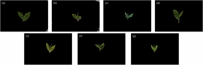 Fig. 5: Representative examples of segmented tea leaf images from the seven study regions.