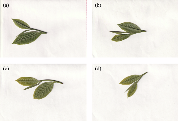 Fig. 7: Representative scanner-acquired tea leaf samples from the additional validation dataset.