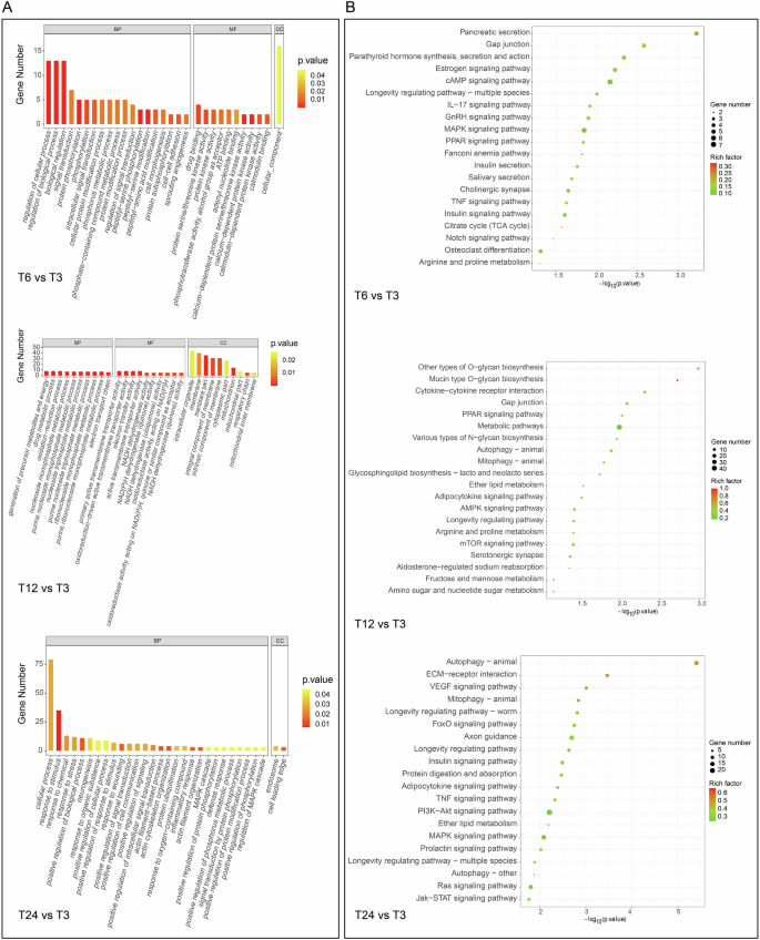 Fig. 4: Functional analysis of DEGs in the muscle of silver carp during transportation.