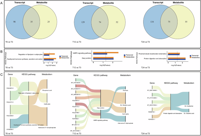 Fig. 7: KEGG pathway of DEGs and DMs in the muscle of silver carp during transportation.