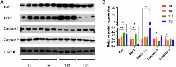 Fig. 8: The protein expression of caspase9, caspase3, bax, and bcl-2.