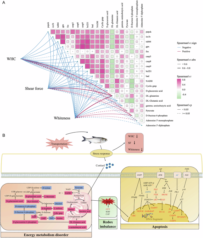 Fig. 9: Schematic model illustrating the mechanism on transportation stress affecting the muscle quality of silver carp.