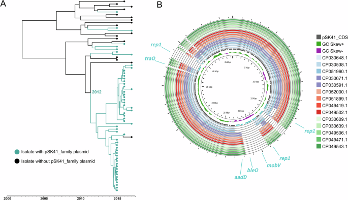 Fig. 5: Evolutionary dynamics and genomic characterization of the pSK41-carrying clade within CC5 lineages.