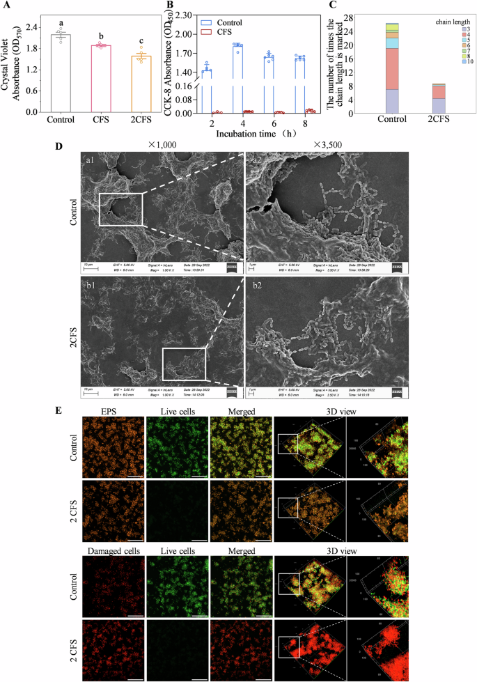 Fig. 2: Effects of CFS on biofilms.