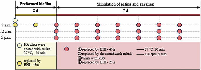 Fig. 6: Preparation process of the in vitro biofilm model.