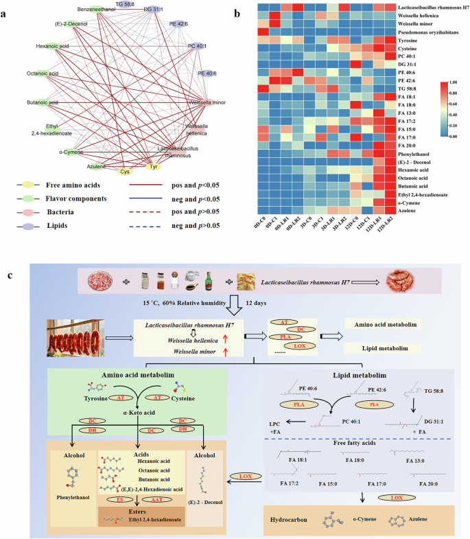 Fig. 6: Correlation network and proposed metabolic pathways underlying flavor development associated with inoculation with Lcb. rhamnosus H7 in dry fermented sausages.